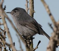 california gnatcatcher